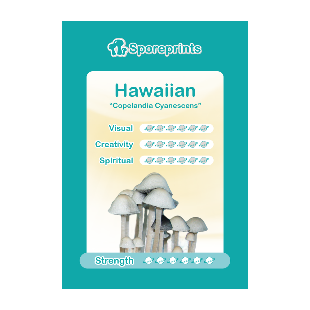 Hawaiian Sporeprint - Afbeelding 2