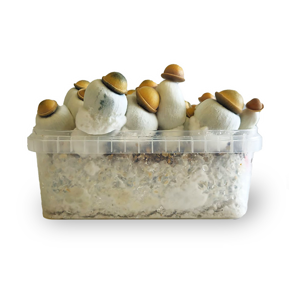 Marshmallow Shrooms Growkit - 1200 cc - Afbeelding 2